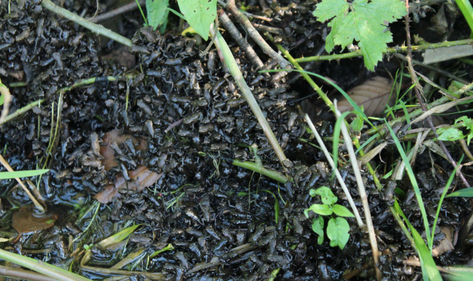 Erdkröten juv. im Pechteich (3) – Foto: Herbert Schnabel