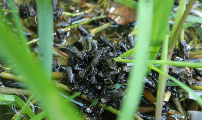 Erdkröten juv. im Pechteich – Foto: Herbert Schnabel