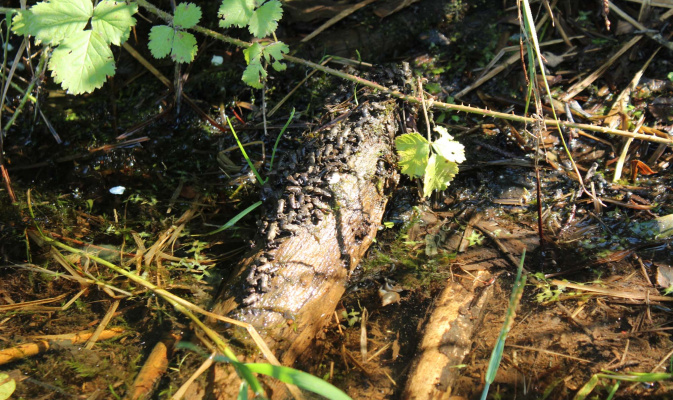 Erdkröten juv. im Pechteich (2) – Foto: Herbert Schnabel