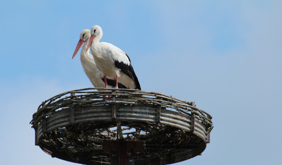 Weißstörche auf dem Nest in Keula Foto: Peter Schierack