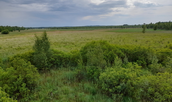 Wiesenmoor vom NABU Beobachtungsturm – Foto: Herbert Schnabel